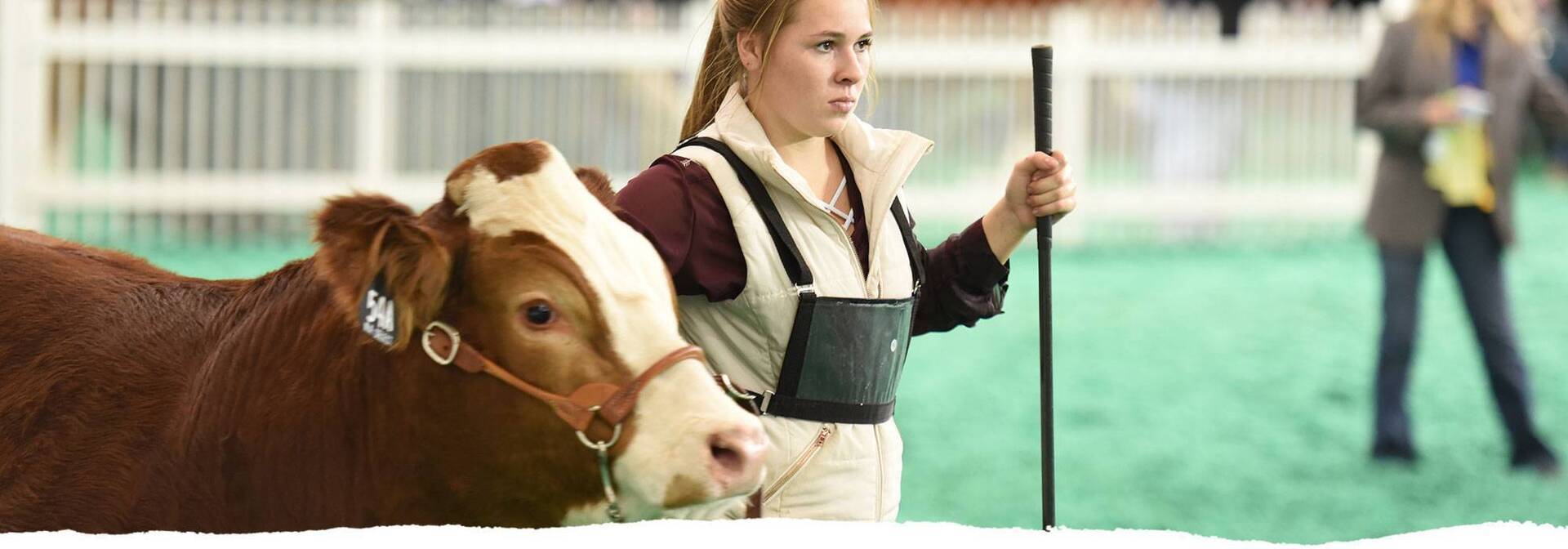 A young girl leads a cattle during a competition.