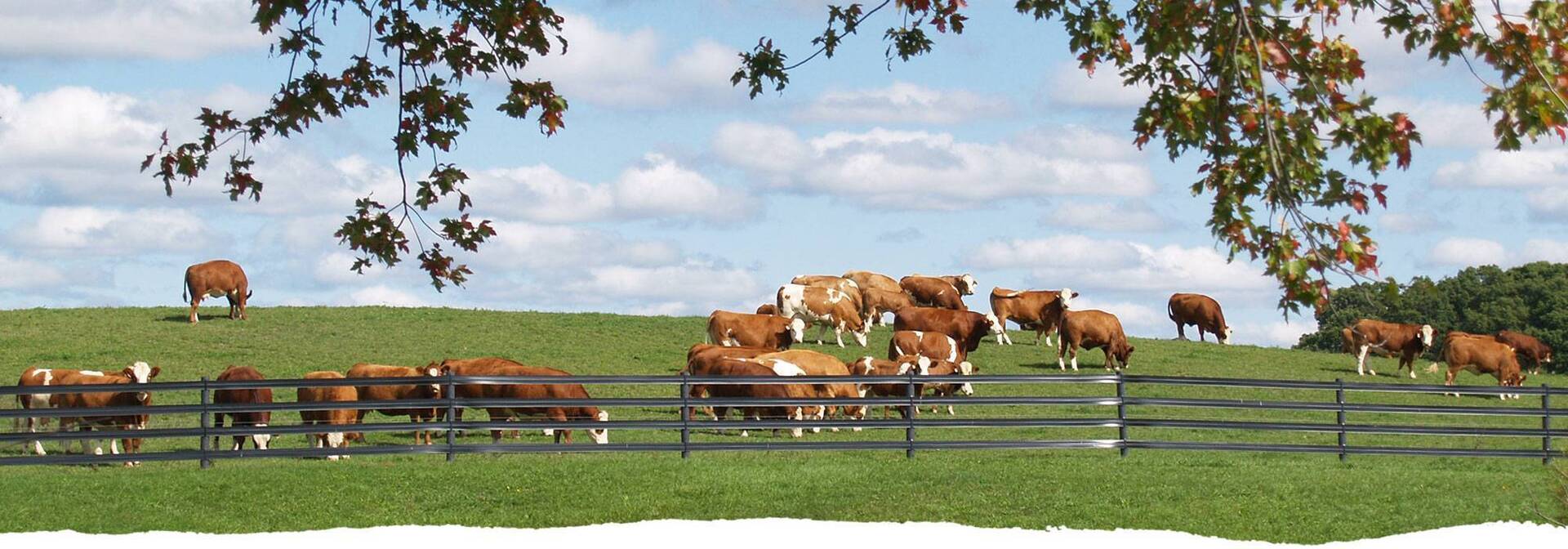 Wide shot of cattle roaming the grass at Freedom Run Farm.