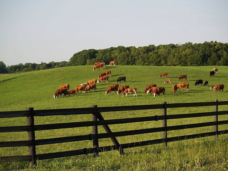 cattle grazing in fenced in field