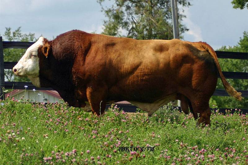 Photo of Freedoms Exroon, a Bull for sale at Freedom Run Farm.